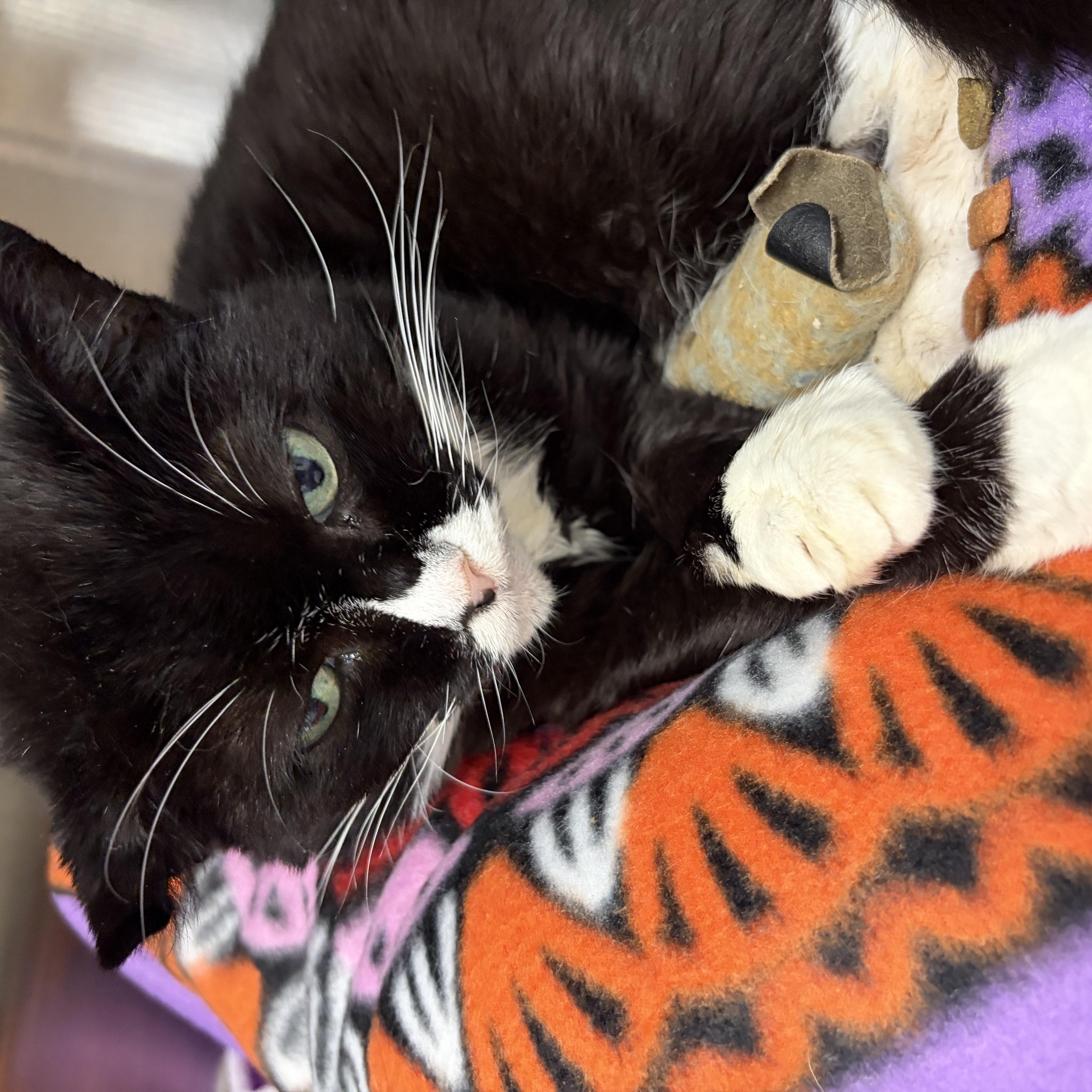 An adult medium-sized female Black & White / Tuxedo Tuxedo cat named Precious for adoption in Gardner, MA