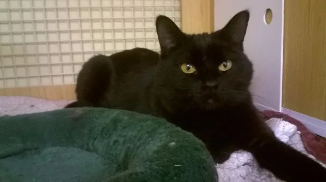 A senior medium-sized female Domestic Short Hair cat named Piper for adoption in Sandy, UT