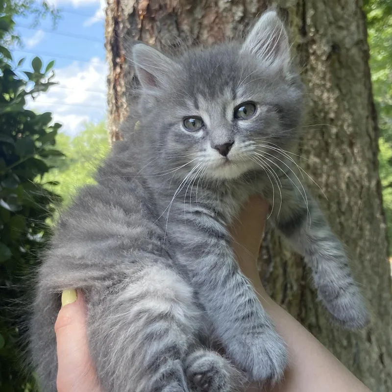 A baby small-sized female Gray & White Domestic Medium Hair cat named Eowyn for adoption in Fairfax Station, VA