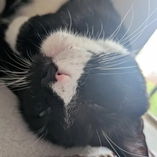 An adult large-sized male Domestic Short Hair cat named Eddy for adoption in Des Moines, IA