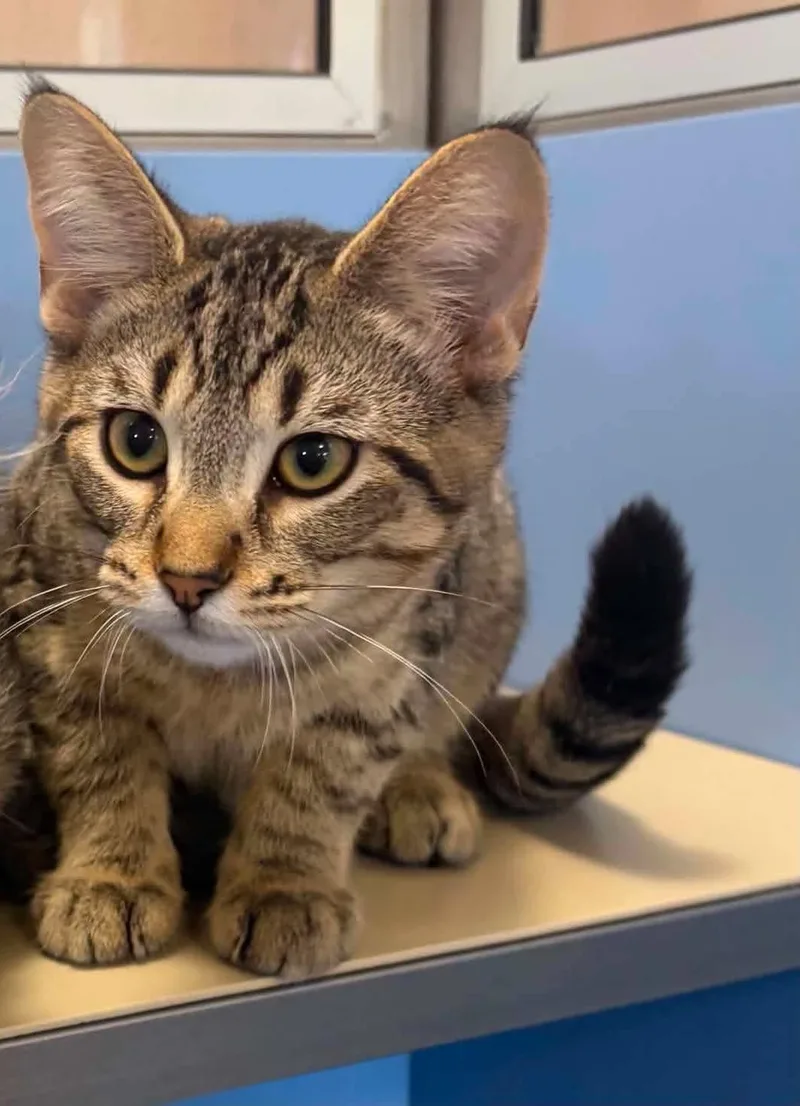 A young medium-sized male Tabby (Brown / Chocolate) Domestic Short Hair cat named Hugo for adoption in Lincoln, MI