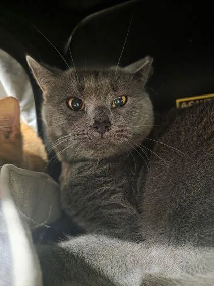 An adult medium-sized male Domestic Short Hair cat named Grayson for adoption in Shawano, WI