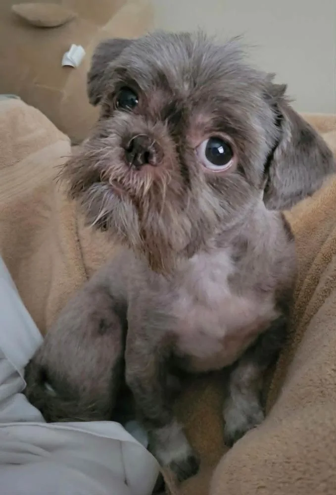 Hershey thumbnail 2
