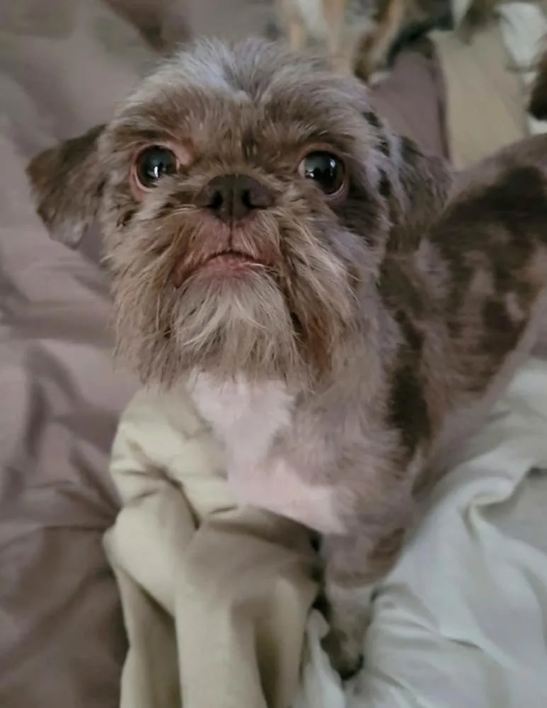 Hershey thumbnail 3