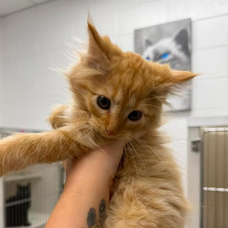 A baby small-sized male Orange / Red Domestic Long Hair cat named Roman for adoption in Rocky Mount, VA