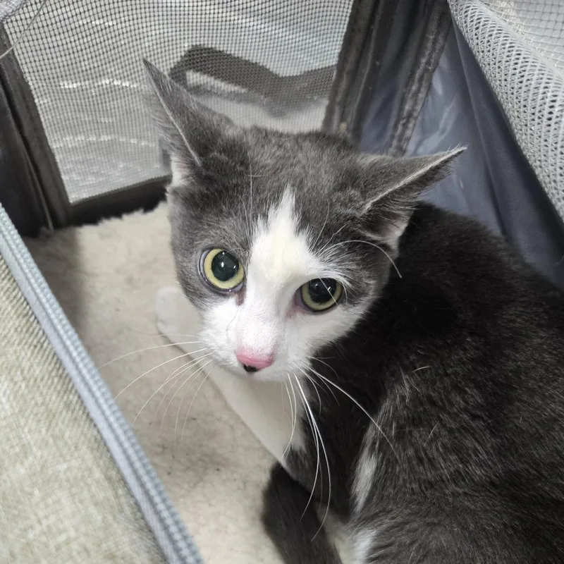 A young medium-sized female Gray / Blue / Silver Domestic Short Hair cat named Lolita for adoption in Newark, NJ