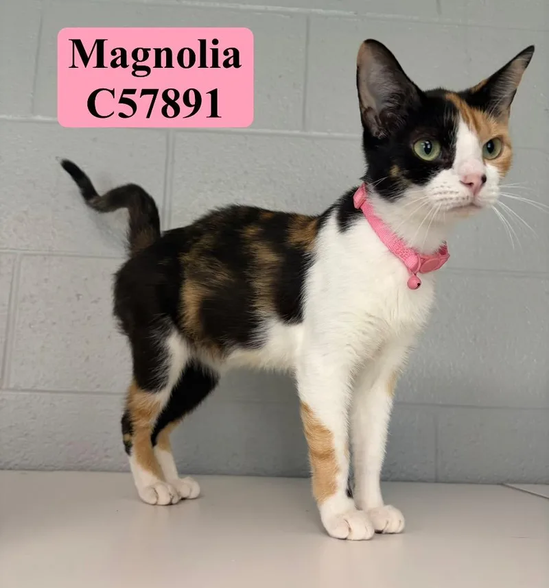 A young medium-sized female Domestic Short Hair cat named Magnolia for adoption in Clarksville, TN