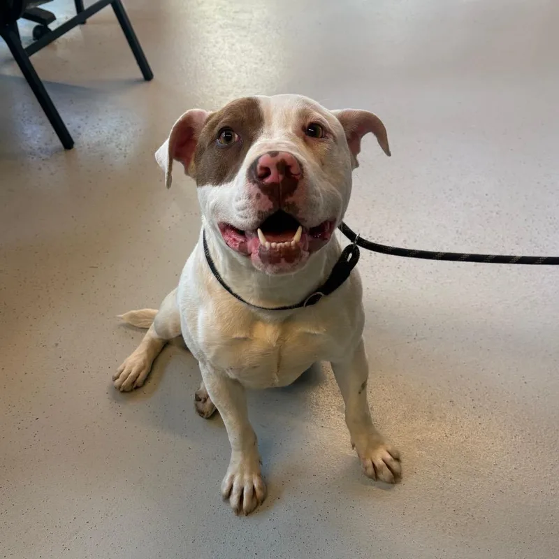 Luther Stray Hold thumbnail 2