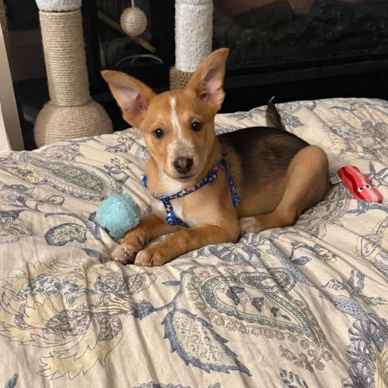 A baby medium-sized female Red / Chestnut / Orange Mixed Breed dog named Patty for adoption in Jarrettsville, MD