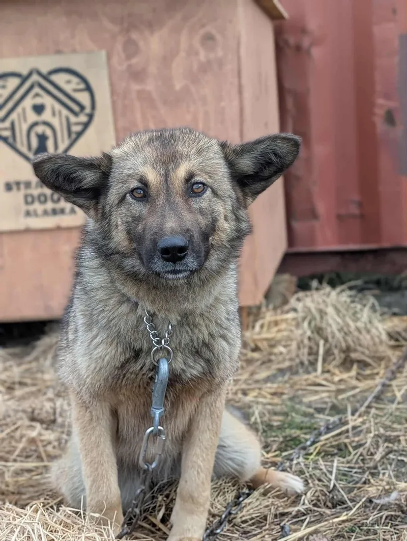 A young medium-sized female German Shepherd Dog dog named Lola for adoption in Bethel, AK