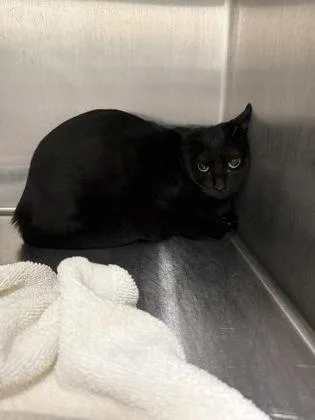 A young small-sized female Domestic Short Hair cat named Amanda for adoption in Lafayette, IN