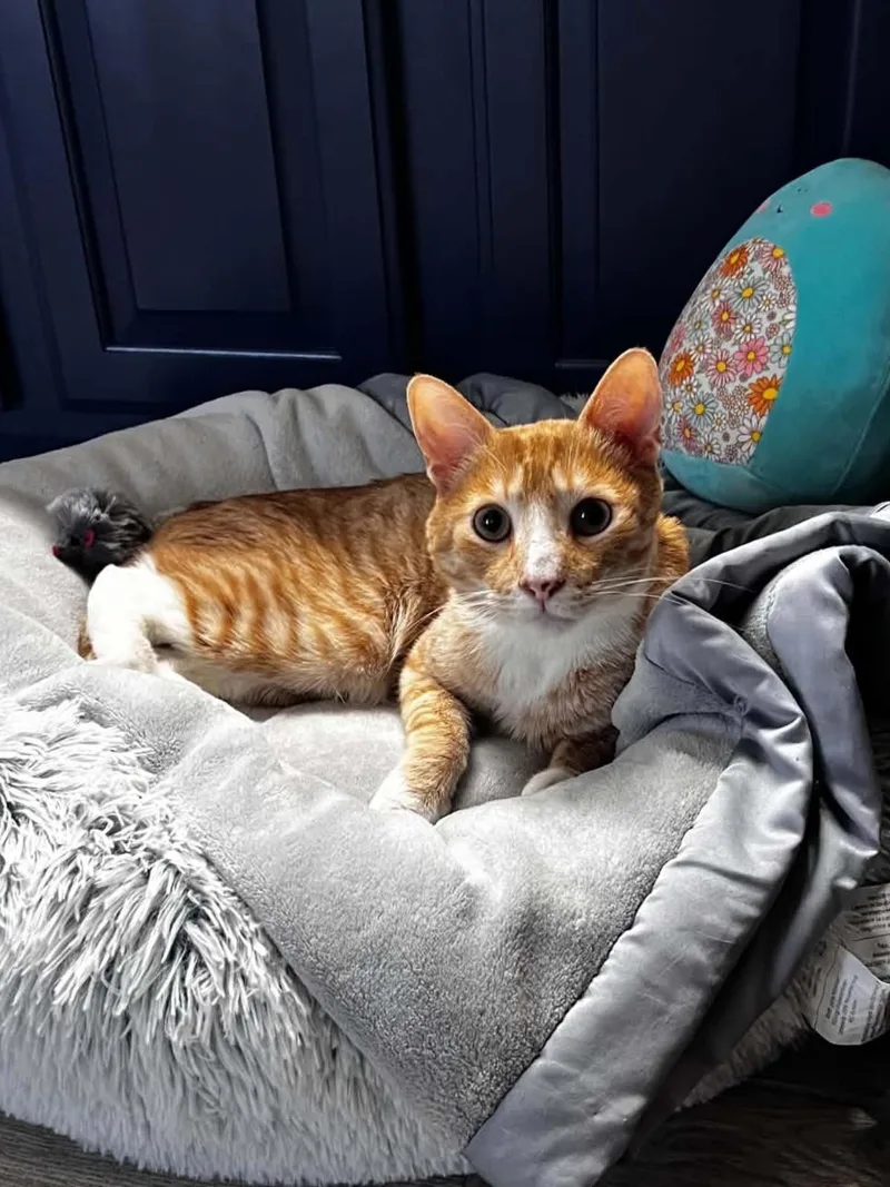 A young medium-sized male Domestic Short Hair cat named Cheddar Cheesington for adoption in Chandler, AZ