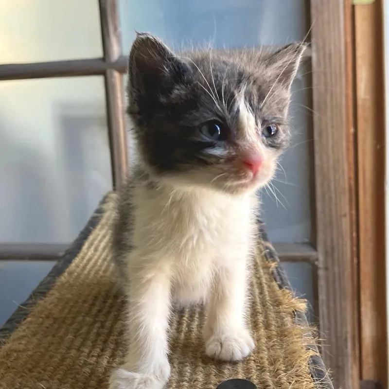 A baby small-sized female Domestic Short Hair cat named Belize for adoption in Los Angeles, CA