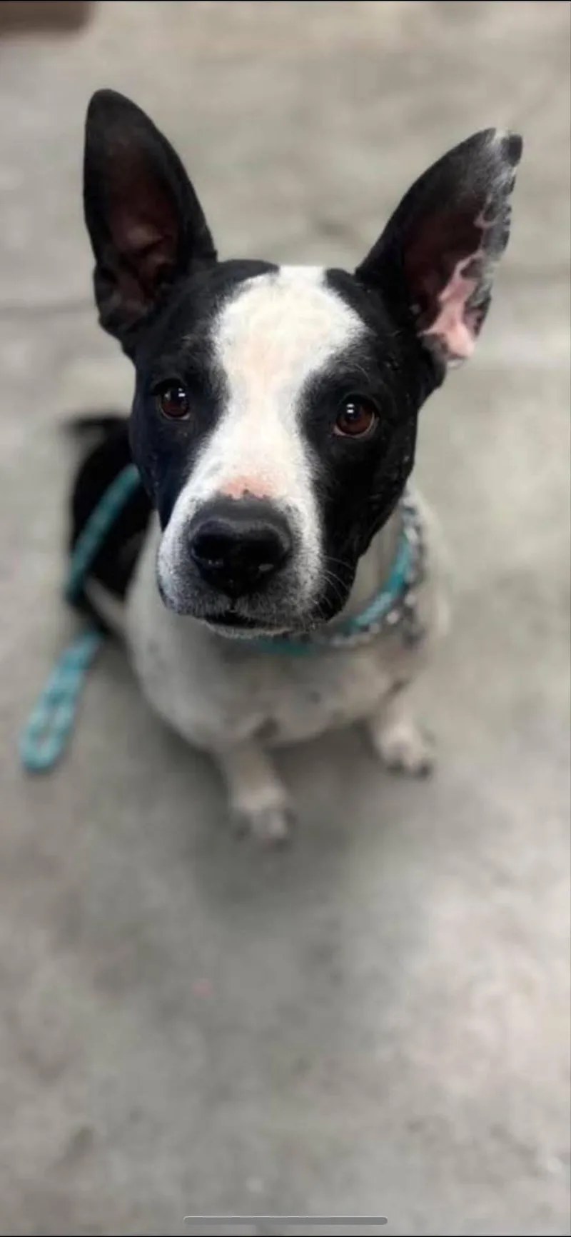 Jelly Aka Littles thumbnail 2