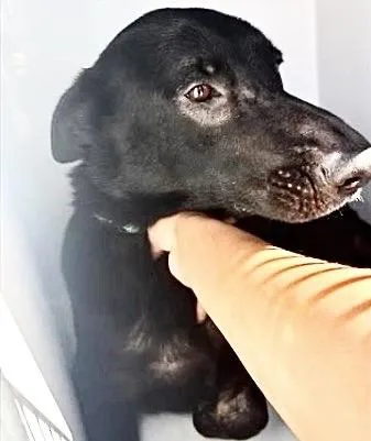 An adult large-sized female Flat-Coated Retriever dog named A for adoption in Houston, TX