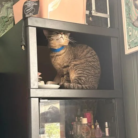 A young medium-sized male Brown / Chocolate Domestic Short Hair cat named Binky for adoption in Chicago, IL