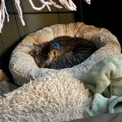 Binky thumbnail 5