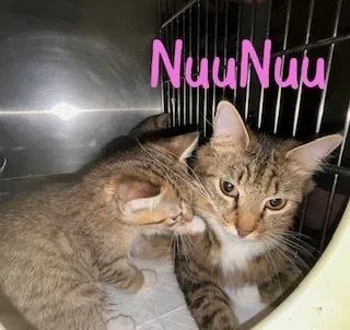 An adult medium-sized female Domestic Medium Hair cat named Nunu for adoption in Ruskin, FL