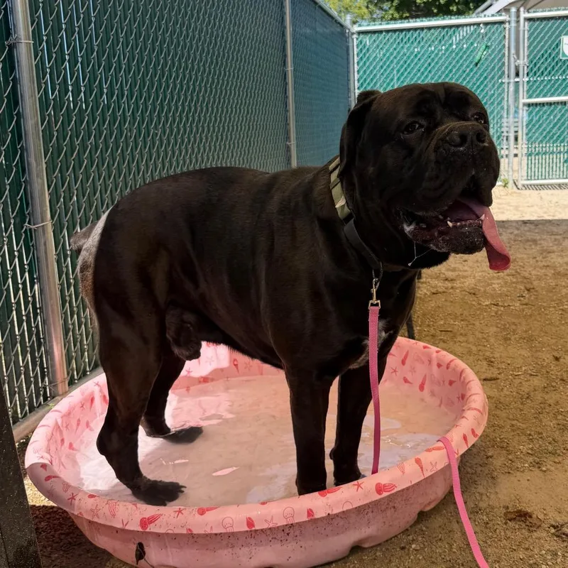 An adult extra large-sized male Black Cane Corso dog named Bear for adoption in Perkiomenville, PA