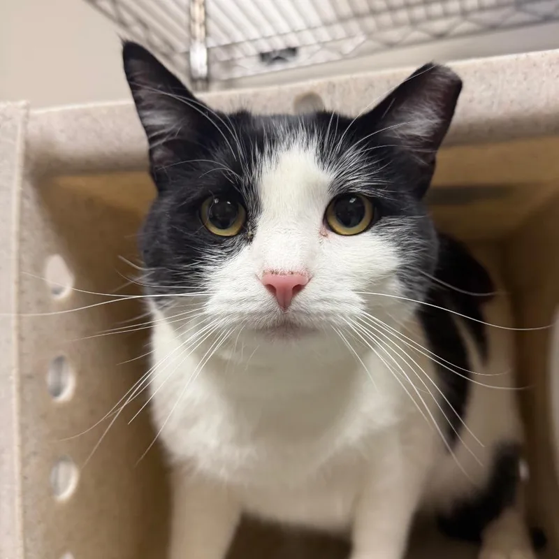 An adult large-sized female Black Domestic Short Hair cat named Jigsaw for adoption in Reno, NV