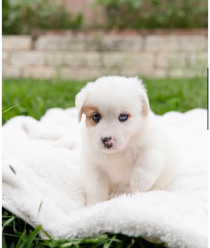 A baby medium-sized male White / Cream Corgi dog named Merlin for adoption in Pflugerville, TX