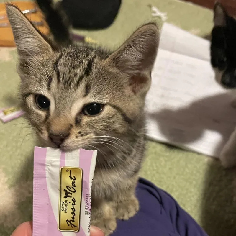 A baby small-sized male Brown / Chocolate Domestic Short Hair cat named Pineapple for adoption in Springboro, OH