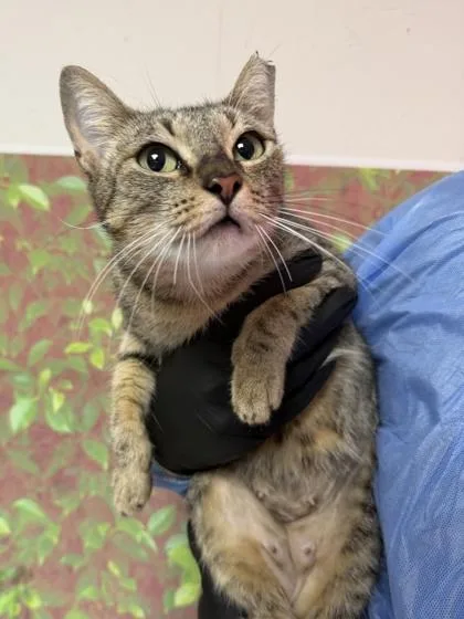 A young medium-sized female Domestic Short Hair cat named Acorn for adoption in San Antonio, TX