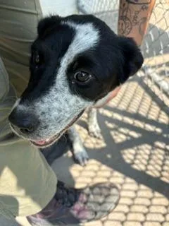 Dottie
