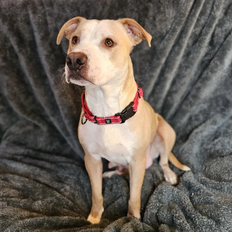 Henrietta thumbnail 2