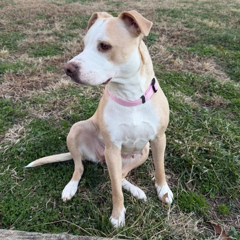 Henrietta thumbnail 3