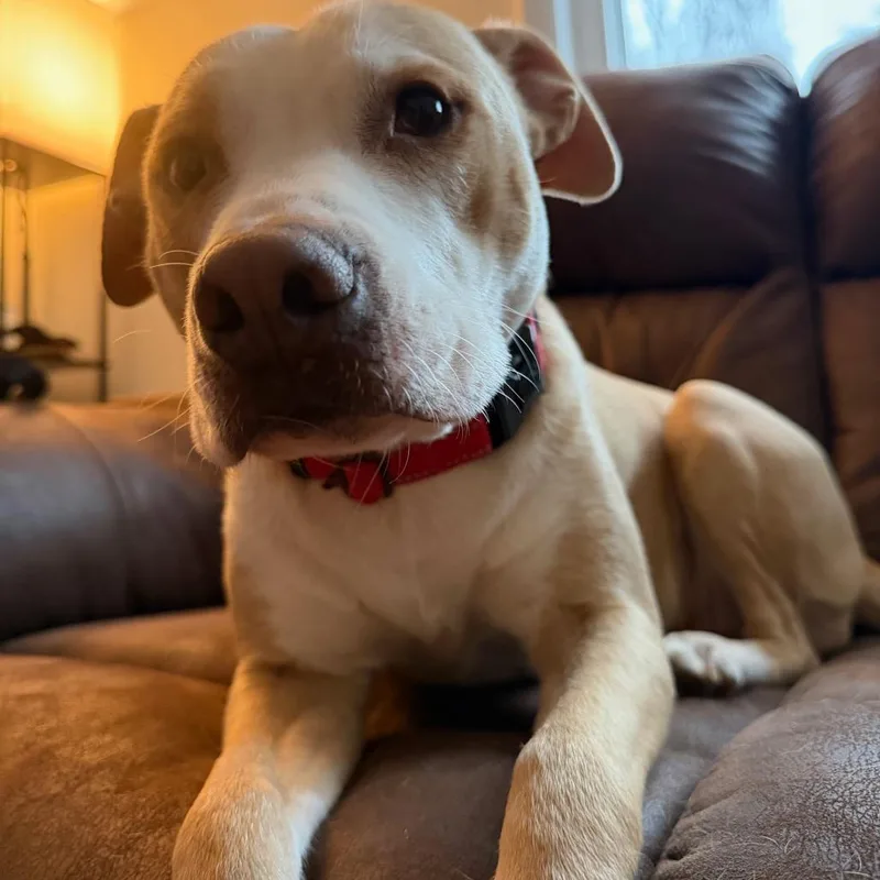 Henrietta thumbnail 4