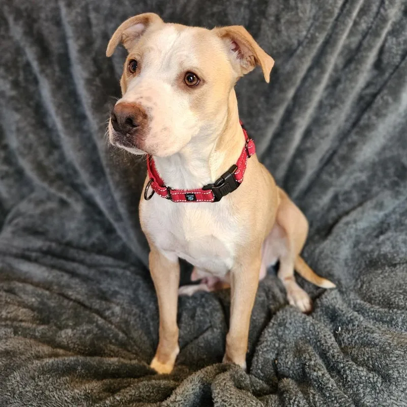 Henrietta thumbnail 5