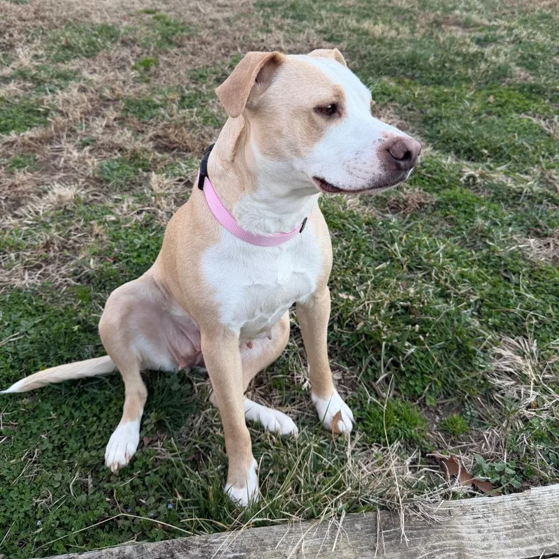 Henrietta thumbnail 6