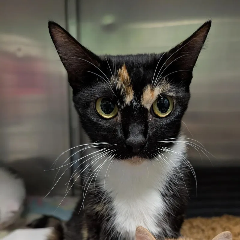 An adult medium-sized female Black Domestic Short Hair cat named Calypso for adoption in Titusville, FL