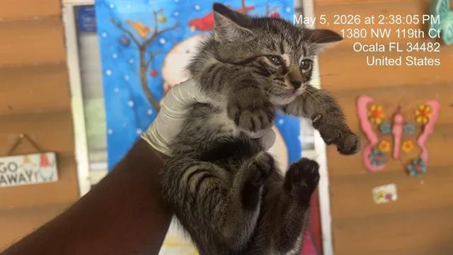 A baby small-sized female Domestic Short Hair cat named Iris for adoption in Ocala, FL