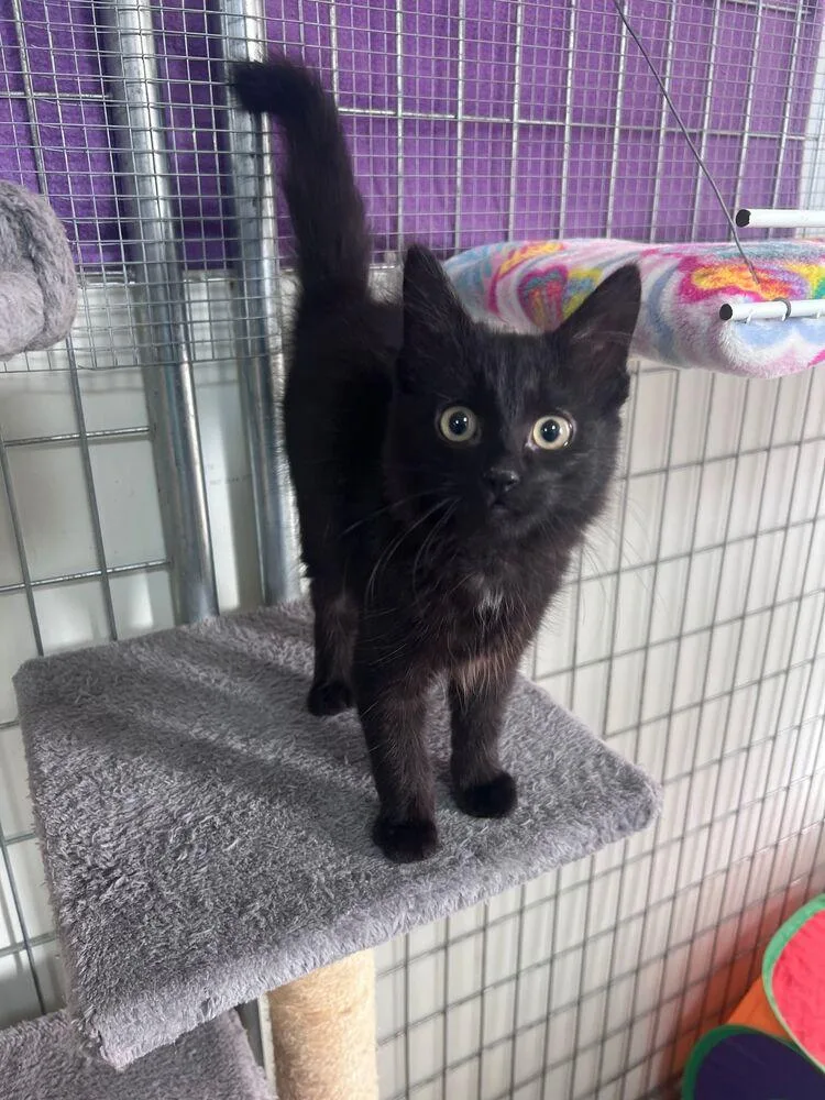 A baby small-sized female Black Domestic Long Hair cat named Yin for adoption in McPherson, KS