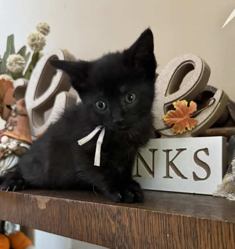 A baby medium-sized female Black Domestic Short Hair cat named Lambert for adoption in Clinton Township, MI