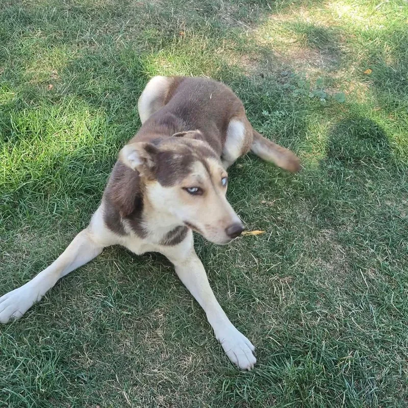An adult medium-sized female Brown / Chocolate Husky dog named Della for adoption in Tacoma, WA