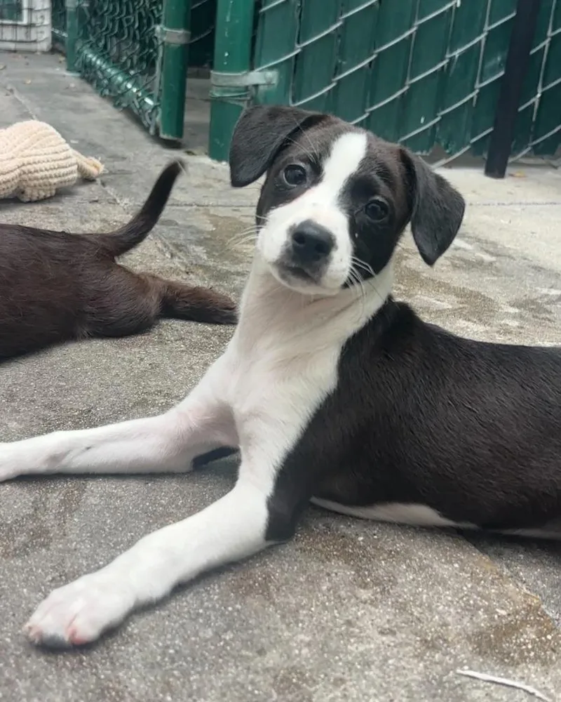 A baby small-sized female Dachshund dog named Whoopie Pie for adoption in Los Angeles, CA