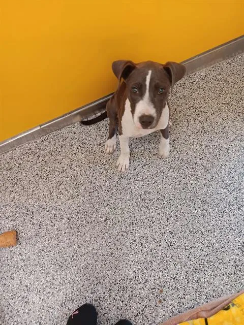 A baby medium-sized female Mixed Breed dog named Agave for adoption in Palmetto, FL