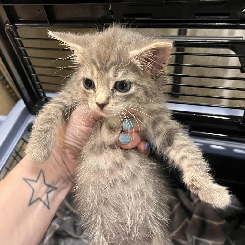A baby small-sized female Gray / Blue / Silver Domestic Short Hair cat named Finn for adoption in Mount Juliet, TN