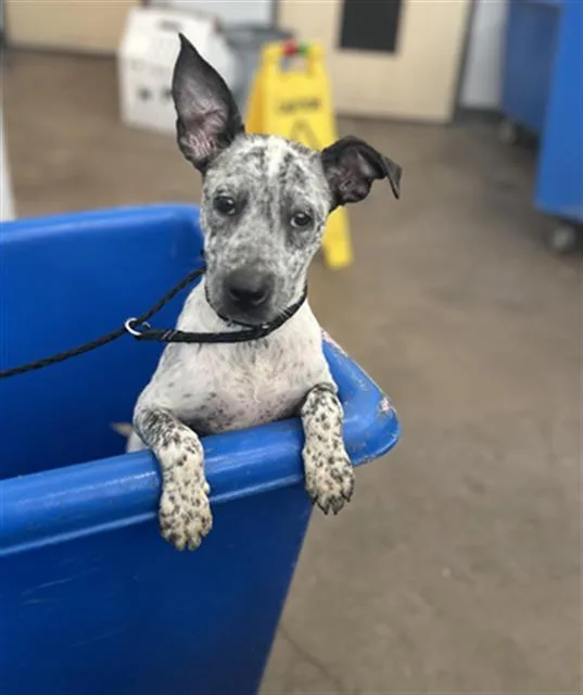 A young small-sized male Mixed Breed dog named Smallz for adoption in Dallas, TX