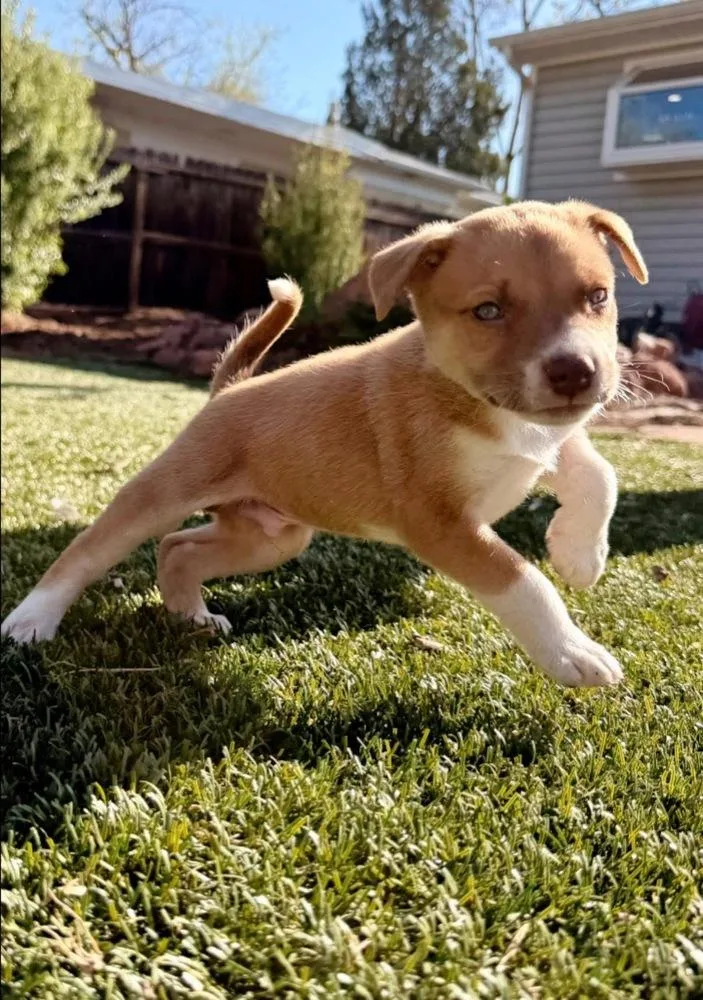 A baby small-sized male White / Cream Terrier dog named Floyd for adoption in Colorado Springs, CO