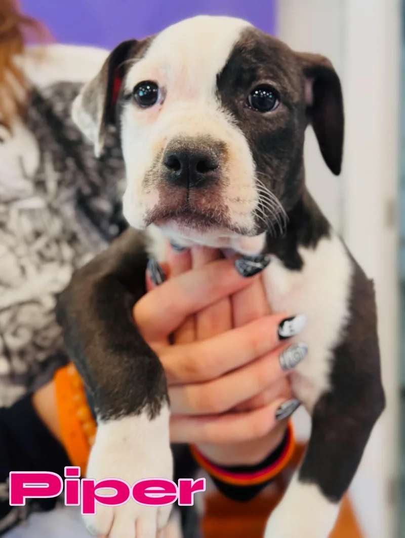 Piper