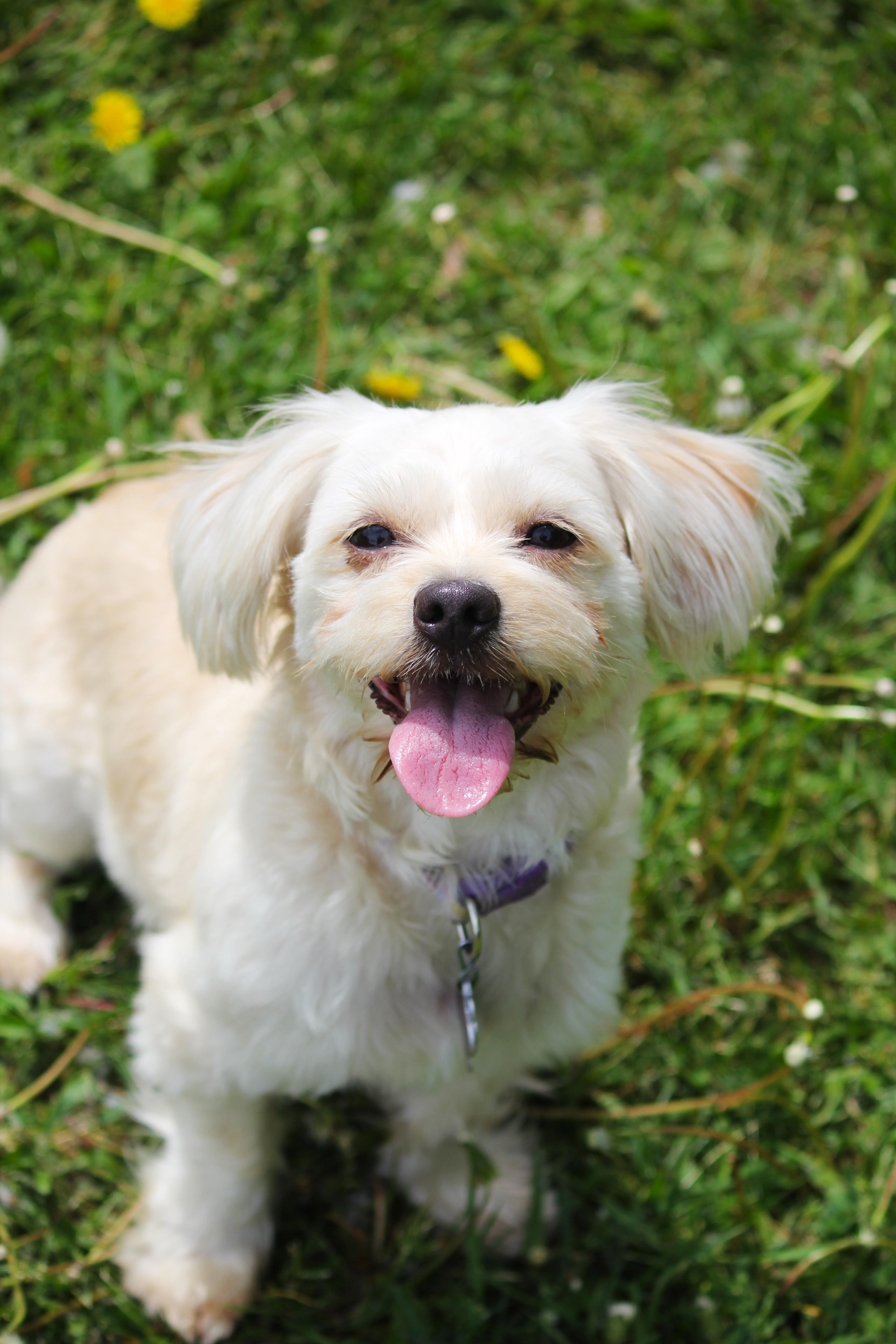 A young small-sized female White / Cream Shih Tzu dog named April for adoption in Hayward, WI