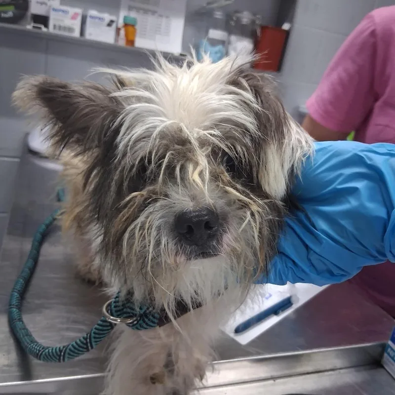 An adult small-sized male White / Cream Mixed Breed dog named Chucky for adoption in Summerville, SC