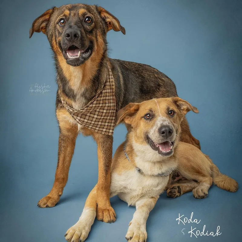 A young medium-sized male Yellow / Tan / Blond / Fawn German Shepherd Dog dog named Kodiak for adoption in Ada, OK