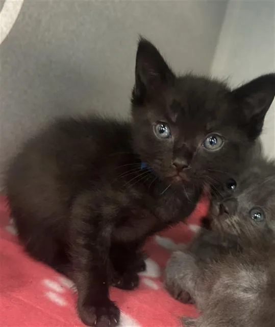 A baby medium-sized male Domestic Short Hair cat named Charlie for adoption in Dallas, TX