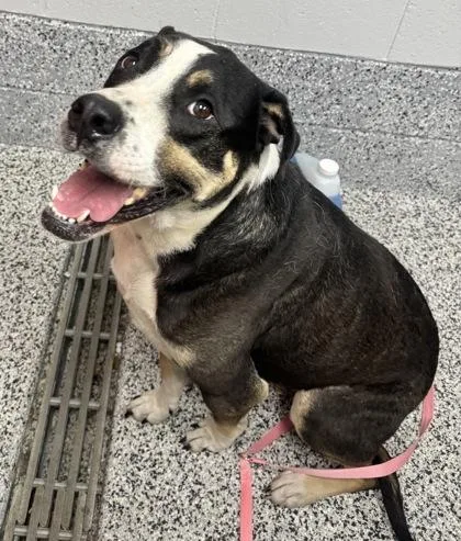 An adult large-sized male Greater Swiss Mountain Dog dog named Rocco for adoption in West Chester, PA