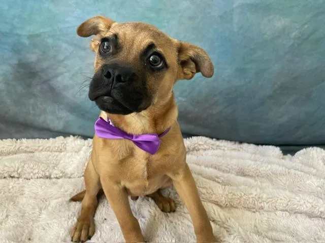 A baby small-sized male Boxer dog named Rocket for adoption in Salinas, CA